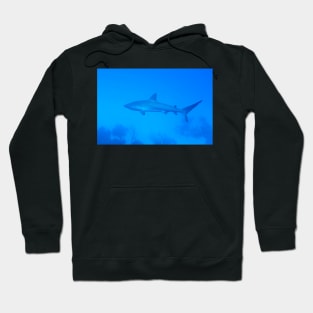 Caribbean Reef Shark Hoodie